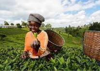 Course: SDG Indicator 2.4.1 - Sustainable Agriculture | FAO ...